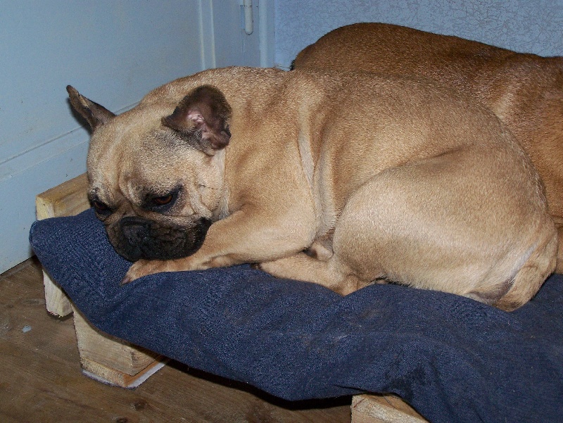 Bulle (Sans Affixe)