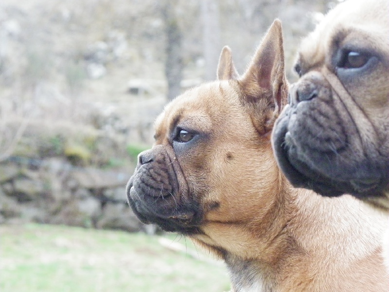 Eckatomb des Volkan's Molosses