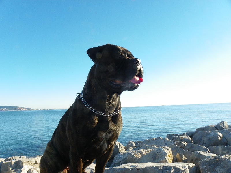 Daphné (dit darkness) (Sans Affixe)