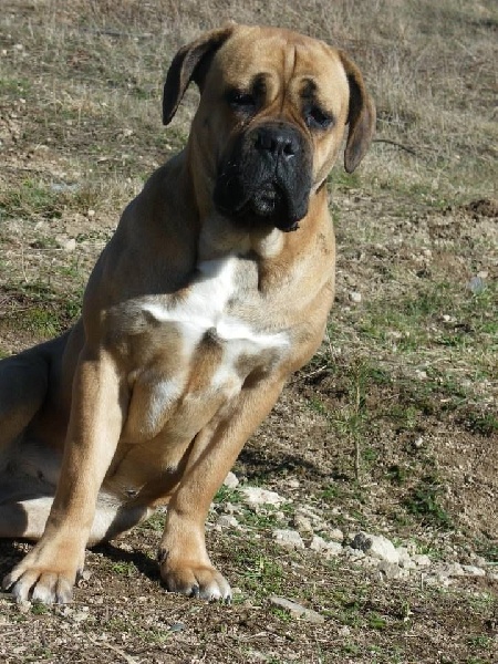Hinaya du domaine forestier