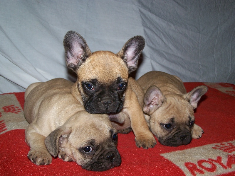 chiots