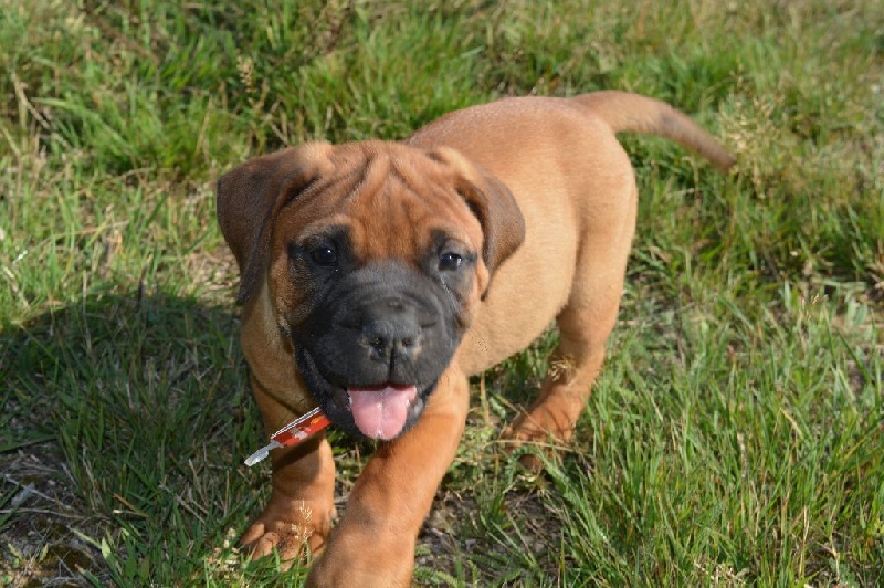 des Volkan's Molosses - Bullmastiff - Portée née le 25/06/2015