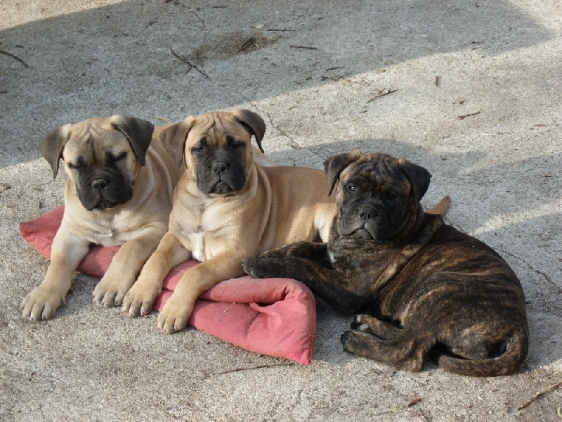 des Volkan's Molosses - Bullmastiff - Portée née le 10/02/2011