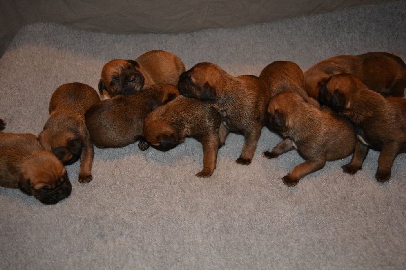 des Volkan's Molosses - Bullmastiff - Portée née le 10/10/2015