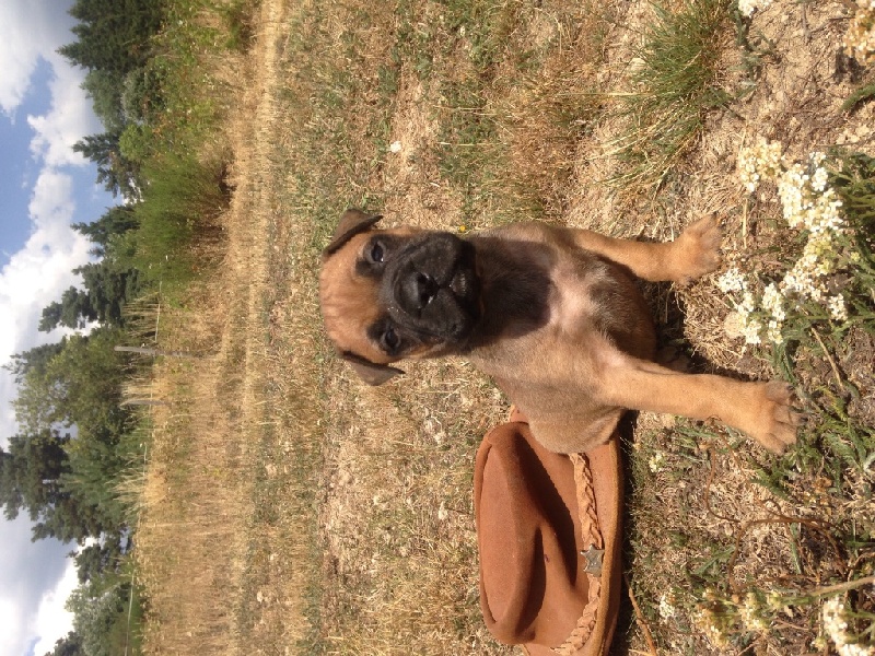 des Volkan's Molosses - Bullmastiff - Portée née le 25/06/2015