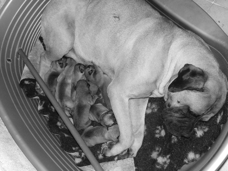 des Volkan's Molosses - Bullmastiff - Portée née le 21/10/2011