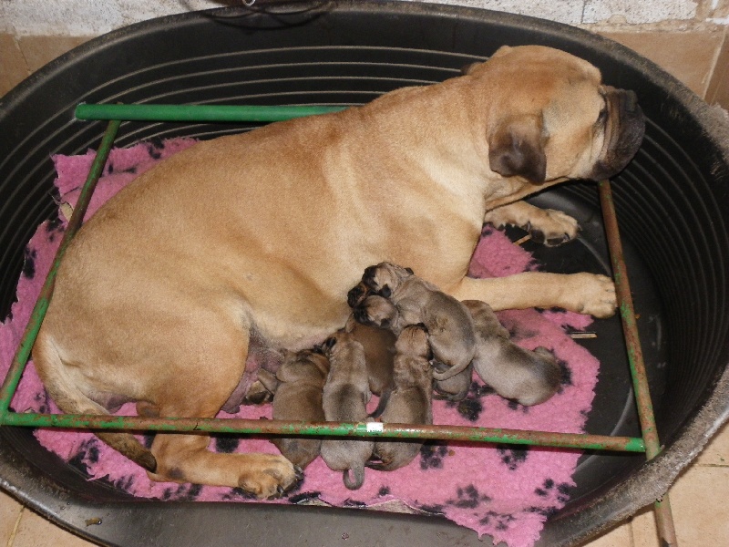 des Volkan's Molosses - Bullmastiff - Portée née le 03/10/2011