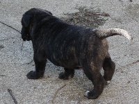 Goliath