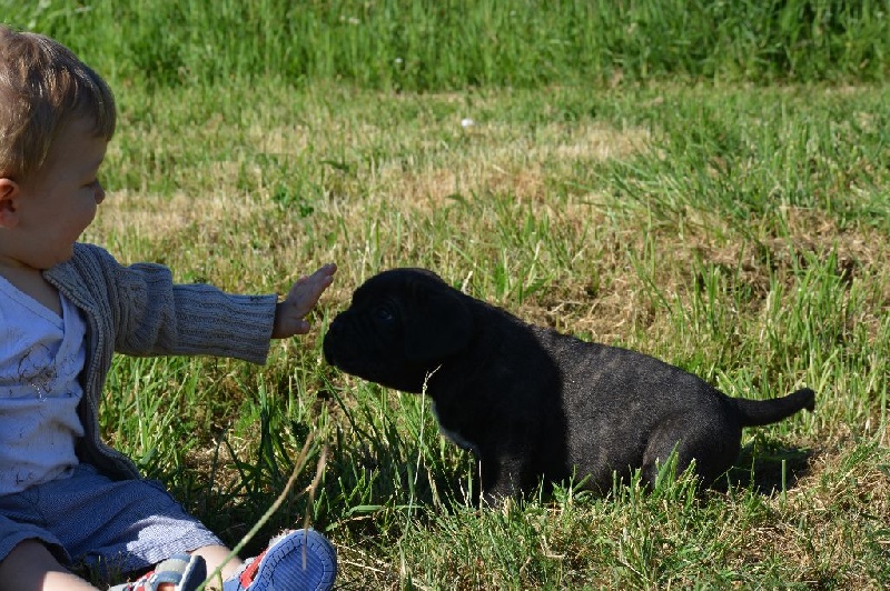 Chiot Cane Corso des Volkan's Molosses