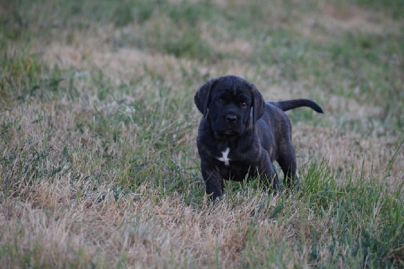 des Volkan's Molosses - Chiots disponibles - Cane Corso