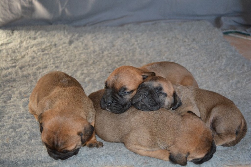 des Volkan's Molosses - Bullmastiff - Portée née le 29/01/2015